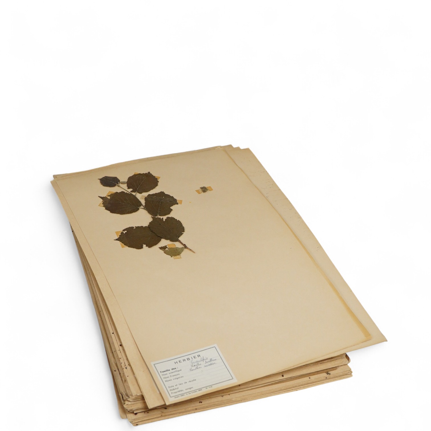 A collection of French mounted herbarium pressed plant specimens, some with labels verso